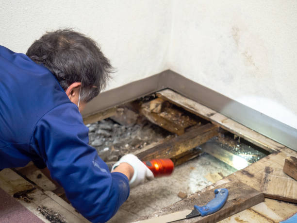 Best Preventive Mold Services in Shattuck, OK