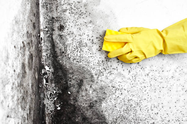 Best Mold Testing and Inspection Services in Shattuck, OK