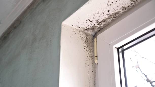 Best Attic Mold Remediation in Shattuck, OK