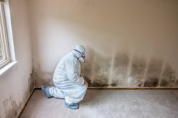 Best Insurance-Related Mold Remediation in Shattuck, OK