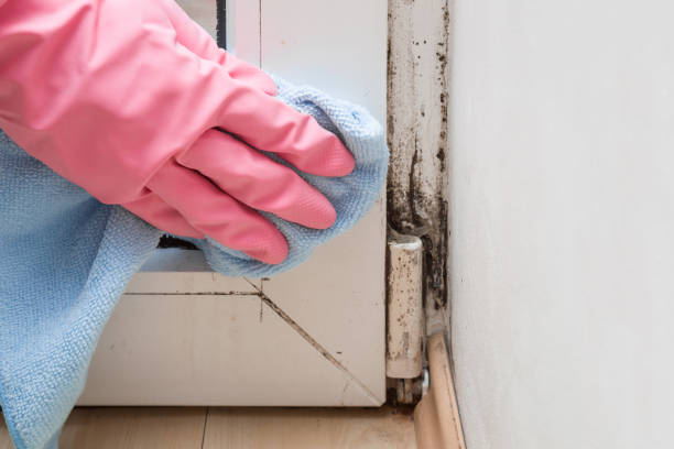 Best HVAC Mold Remediation in Shattuck, OK